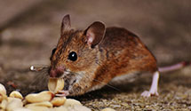 24 Hour & Emergency Exterminators in East Freedom, PA
